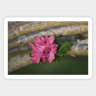 Rose of Sharon Sticker